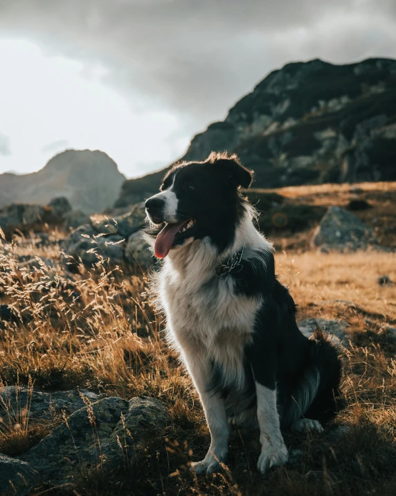 a dog sitting in a field with a cloudy sky