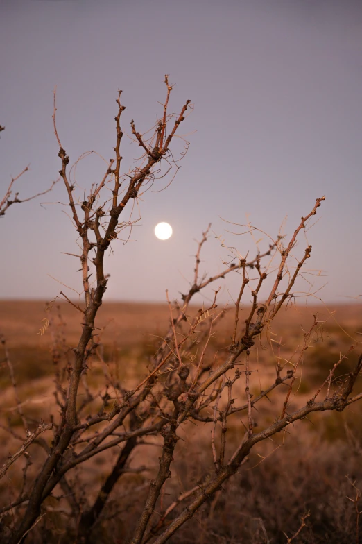 the moon is shining in a vast landscape