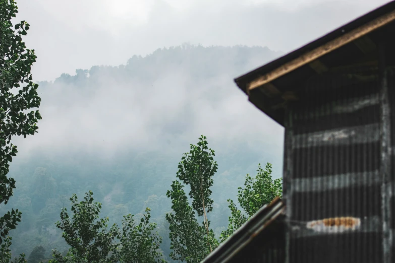 trees with clouds in the background and trees in front