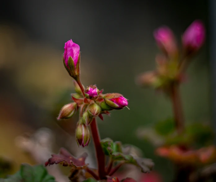 the buds of the flowers look purple and pink