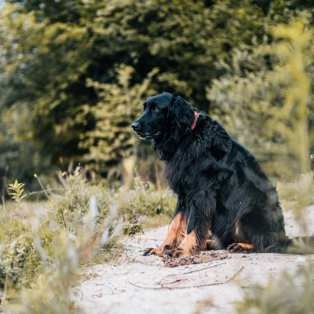 a black dog sitting on a dirt path