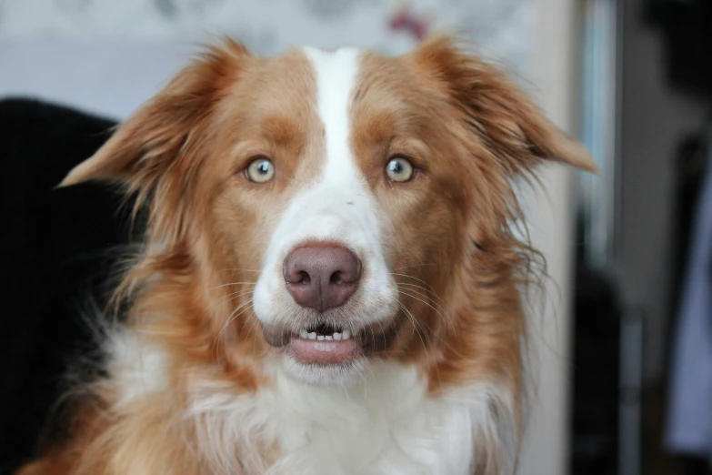 a close - up of the face of a brown and white dog with a blurry background