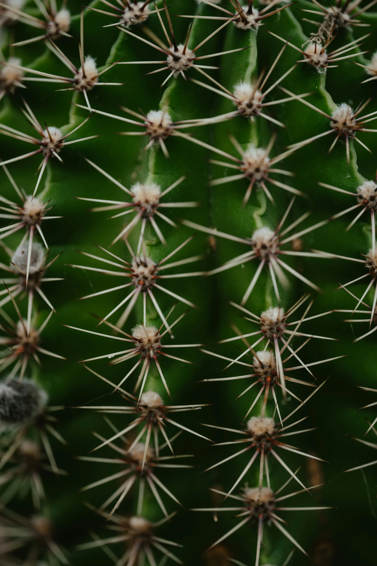 closeup view of several leaves on a cactus