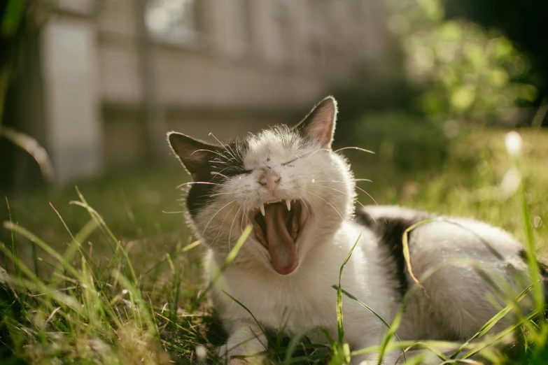 a cat yawns while laying in the grass