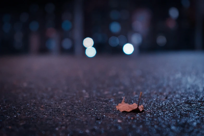 a single leaf laying on the ground at night