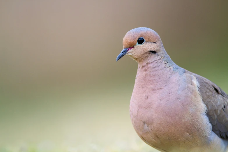 a small white and grey bird standing on grass