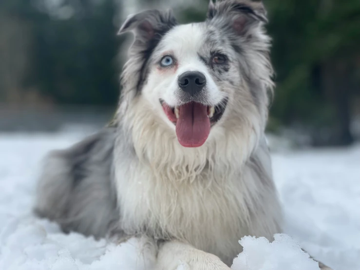 a gy haired dog laying in the snow