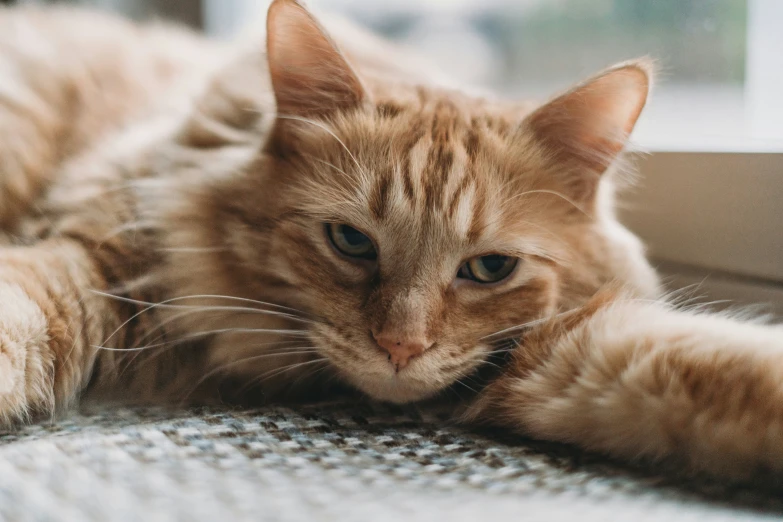 a orange cat lays on the floor and looks out a window