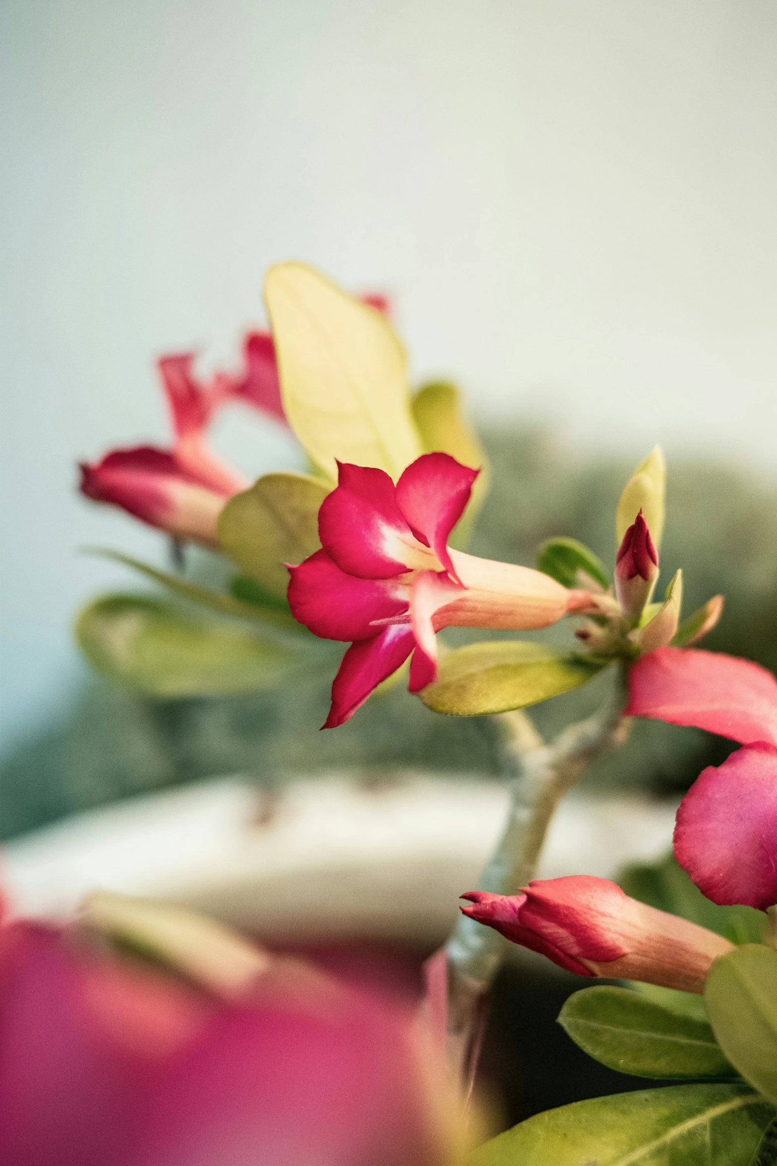 flowers in a pot with shallow focus