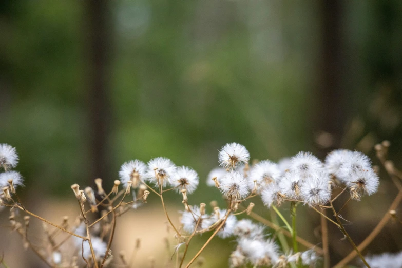 a group of white flowers are in the wild