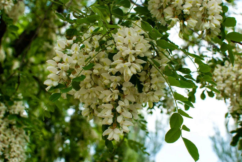white flowers hanging from a tree near leaves