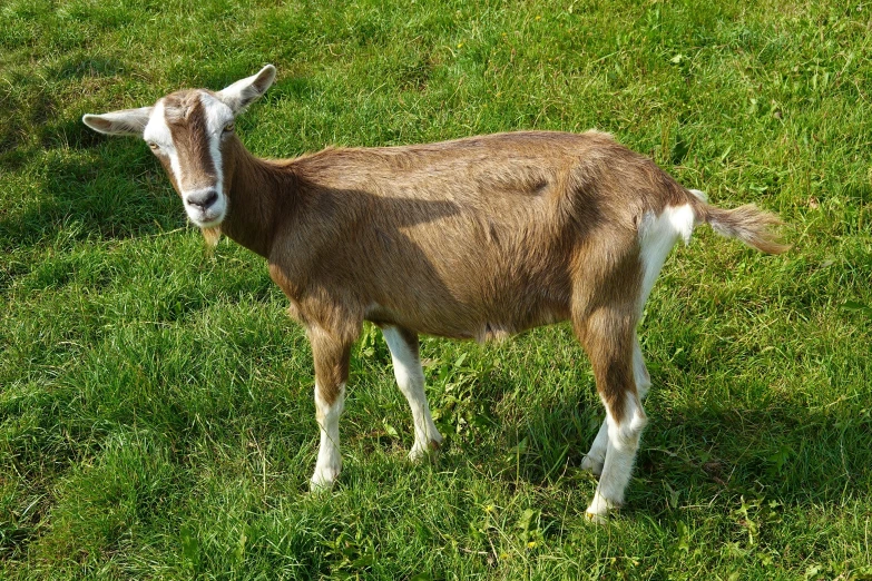 a small brown goat standing in the grass