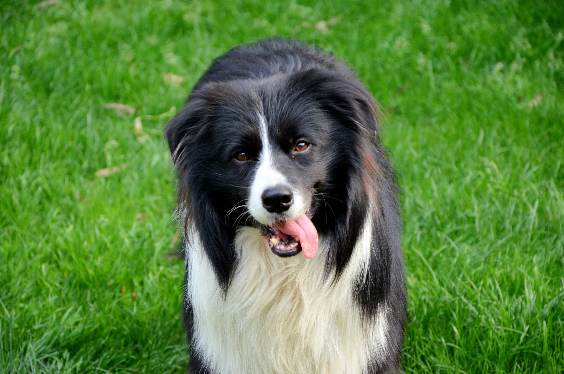 the dog sits on green grass with tongue hanging out