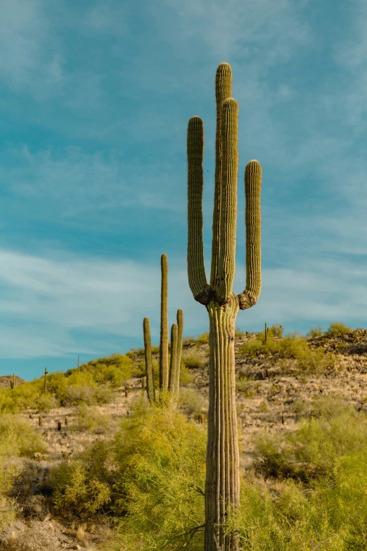 large cactus on a hill with a blue sky