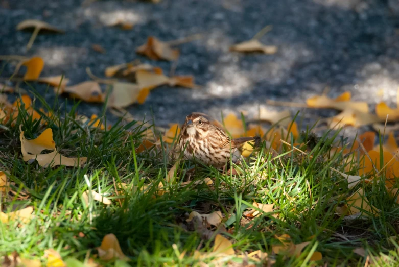 a small brown bird standing on top of a lush green grass covered field