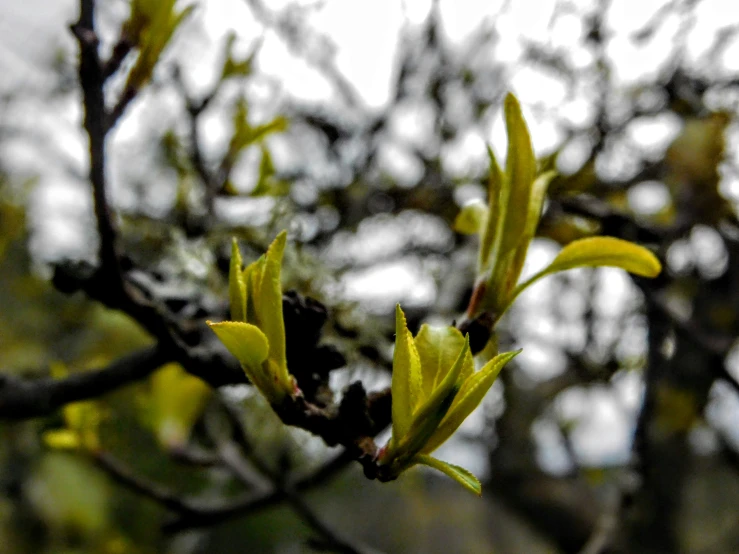 a tree with some yellow buds with green leaves