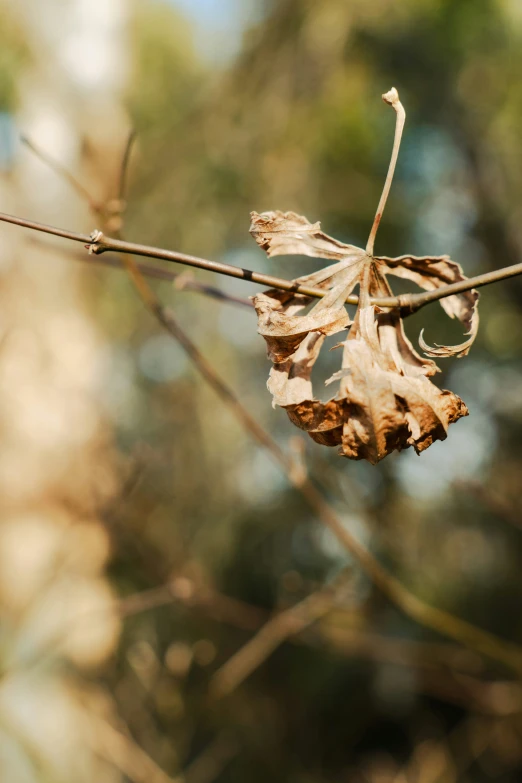 a dried leaf is growing on a twig