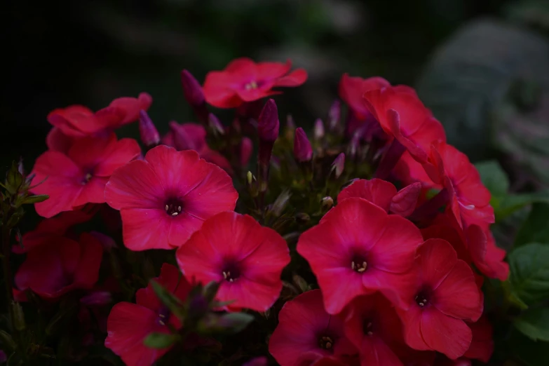 a bunch of pink flowers sitting on top of green leaves