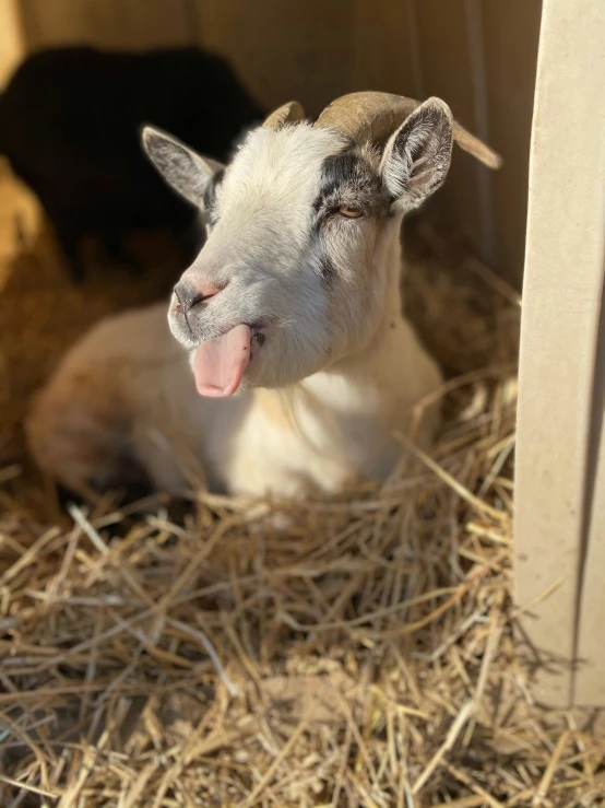 the sheep is lying down in the hay