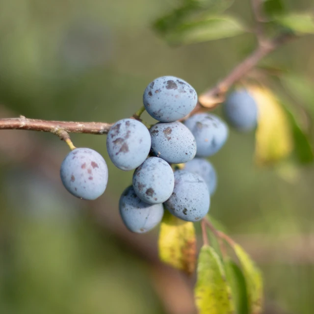 some blue berries hang on a tree limb