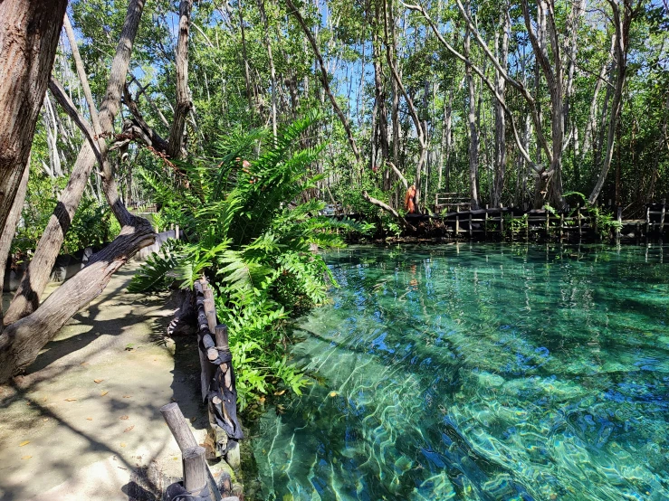 the clear blue water is under the canopy of trees