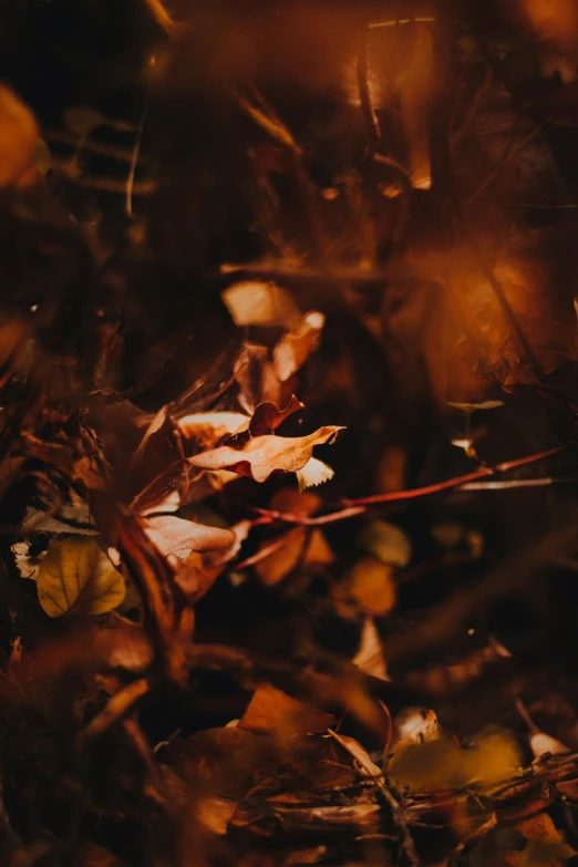 a picture with various colors of leaves in the ground