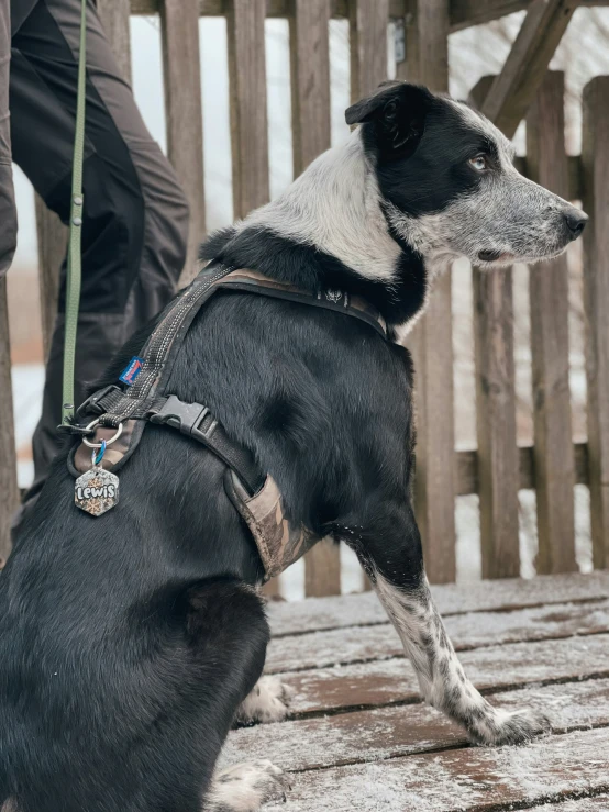 a black and white dog wearing a collar and sitting on a wooden bench