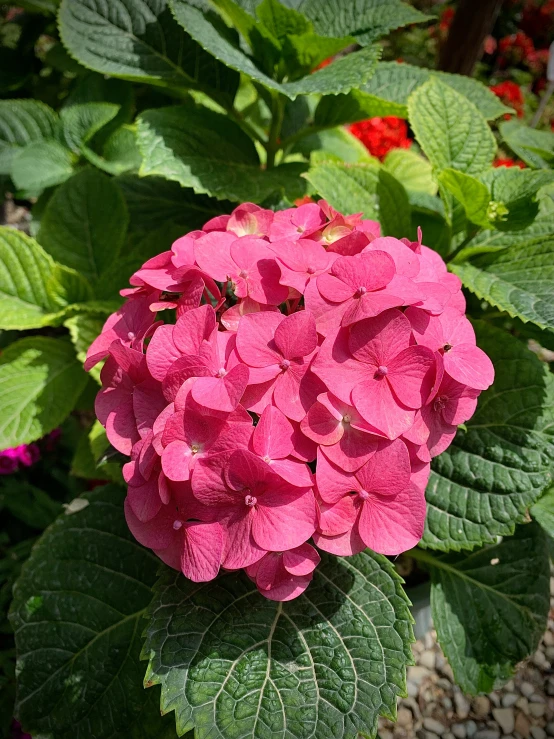 there is a pink flower that is growing on a tree