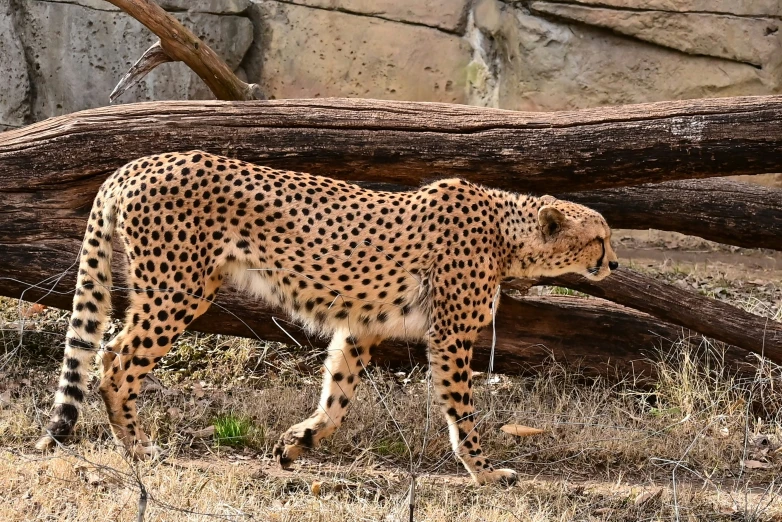 a cheetah walking away from the camera