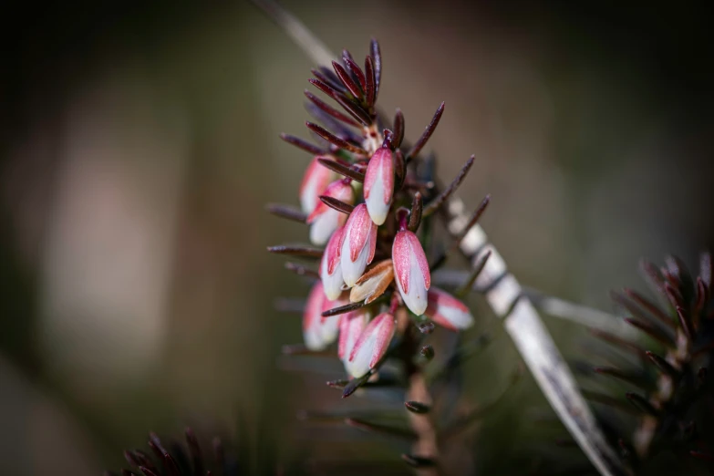 small flowers are growing out of the stem