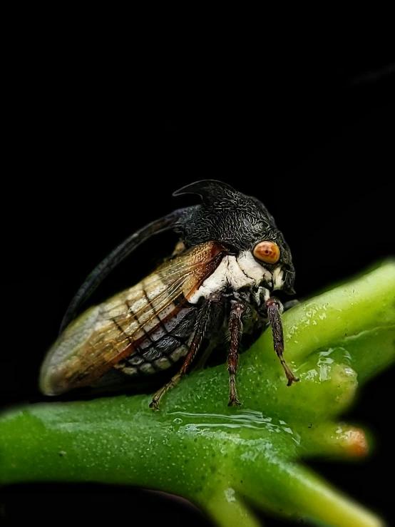 a fly sitting on a leaf in a dark background