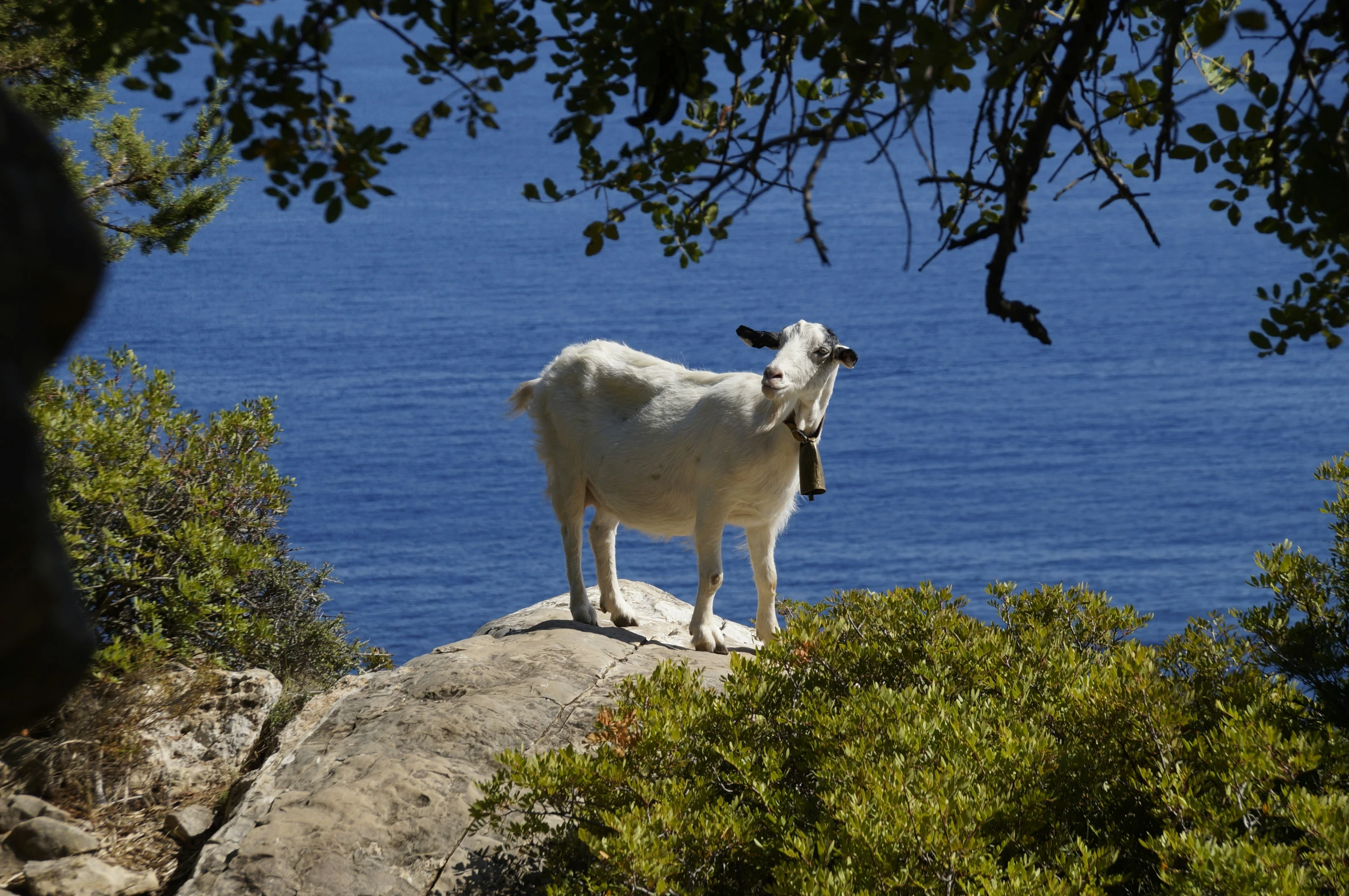 an animal standing on top of a rocky hill