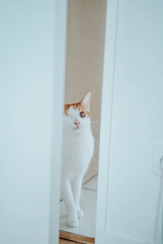 an orange and white cat standing next to a bathroom mirror