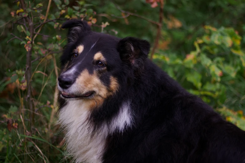 a brown and black dog sitting in the grass