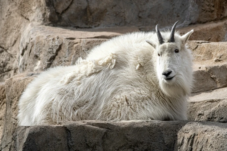 a mountain goat is sitting in the sun