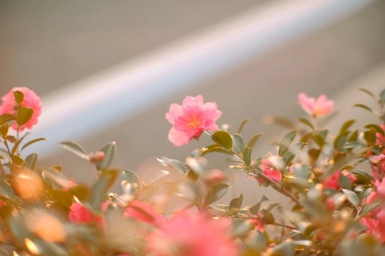 some pink flowers that are in some grass