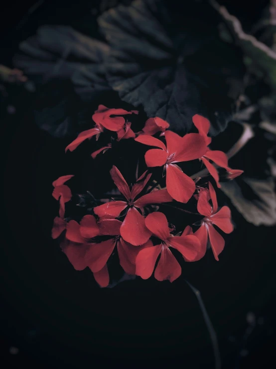 red flowers with green leaves in the background