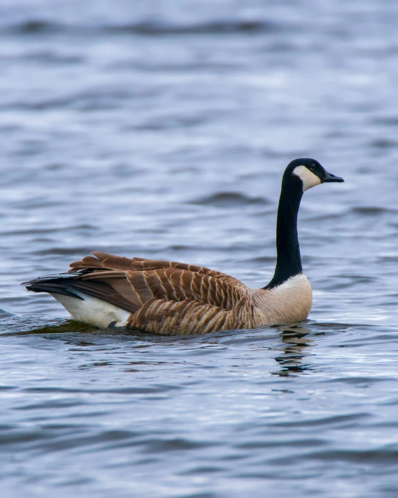 the duck is swimming in a large body of water