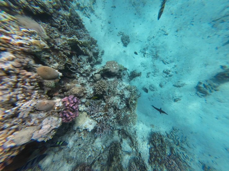 a picture taken looking up at an underwater coral reef