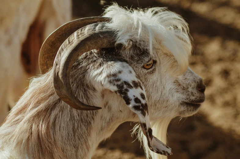 a goat with a very large long horn