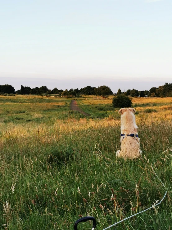 a dog sits in the tall grass looking over the fence