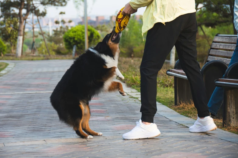 a person walks with their dog on a leash