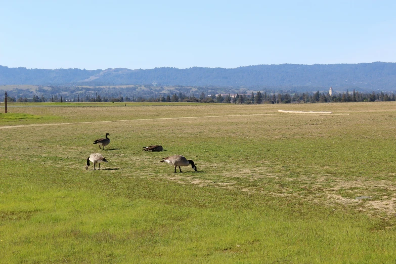 a group of animals that are in the grass