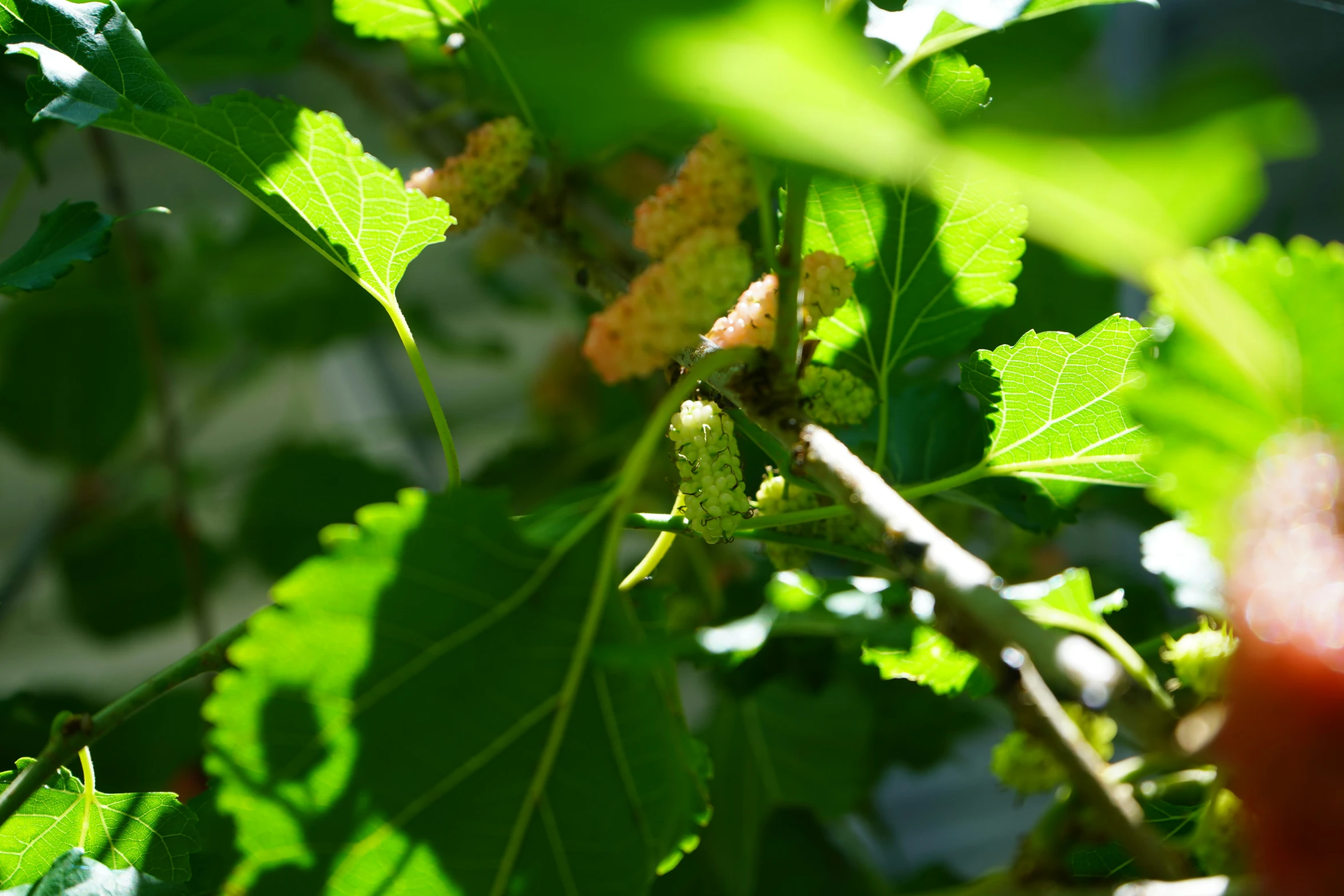 a closeup image of some leaves and a fruit hanging on the tree