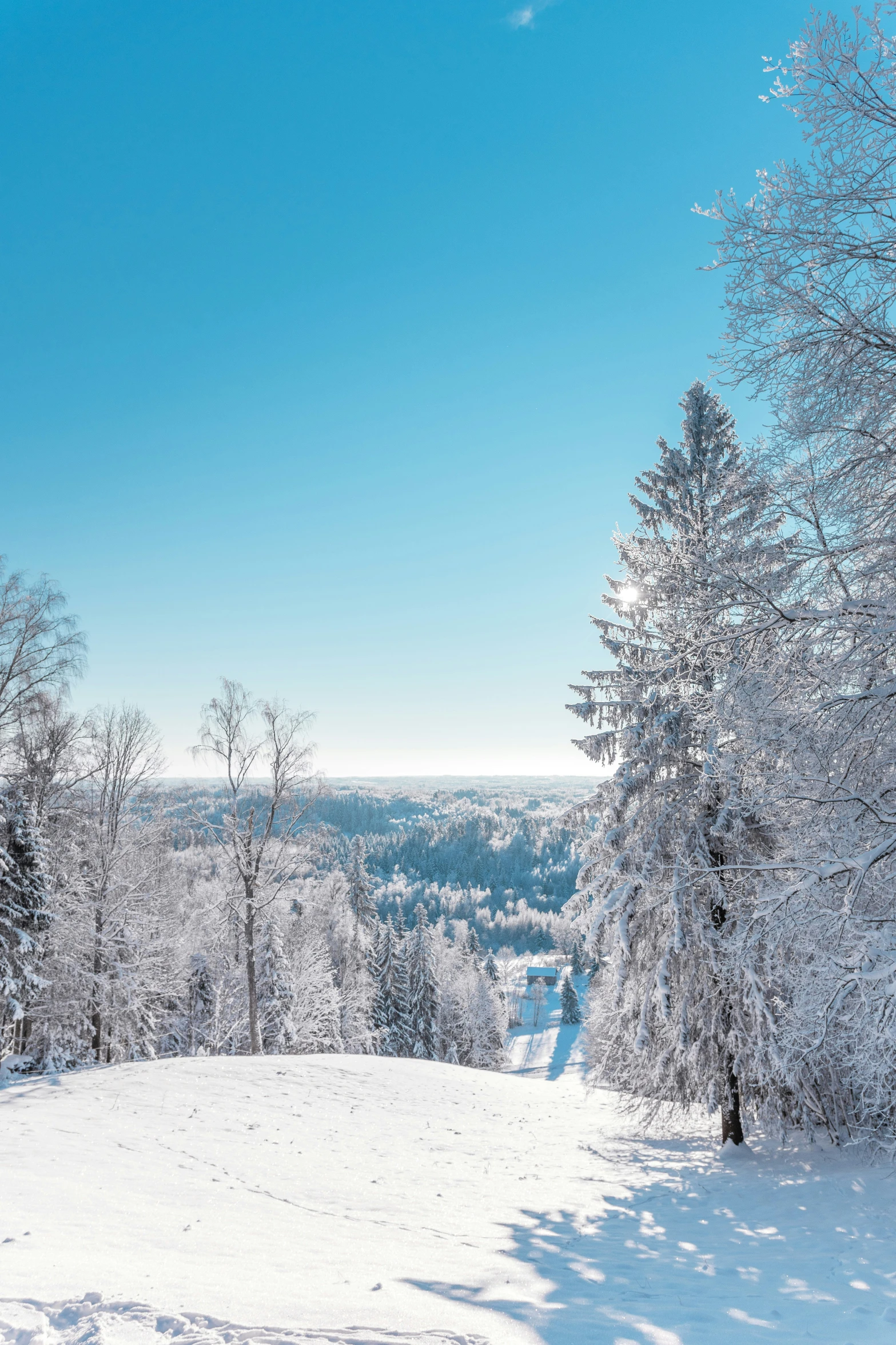 the snow covered mountains and trees have no leaves