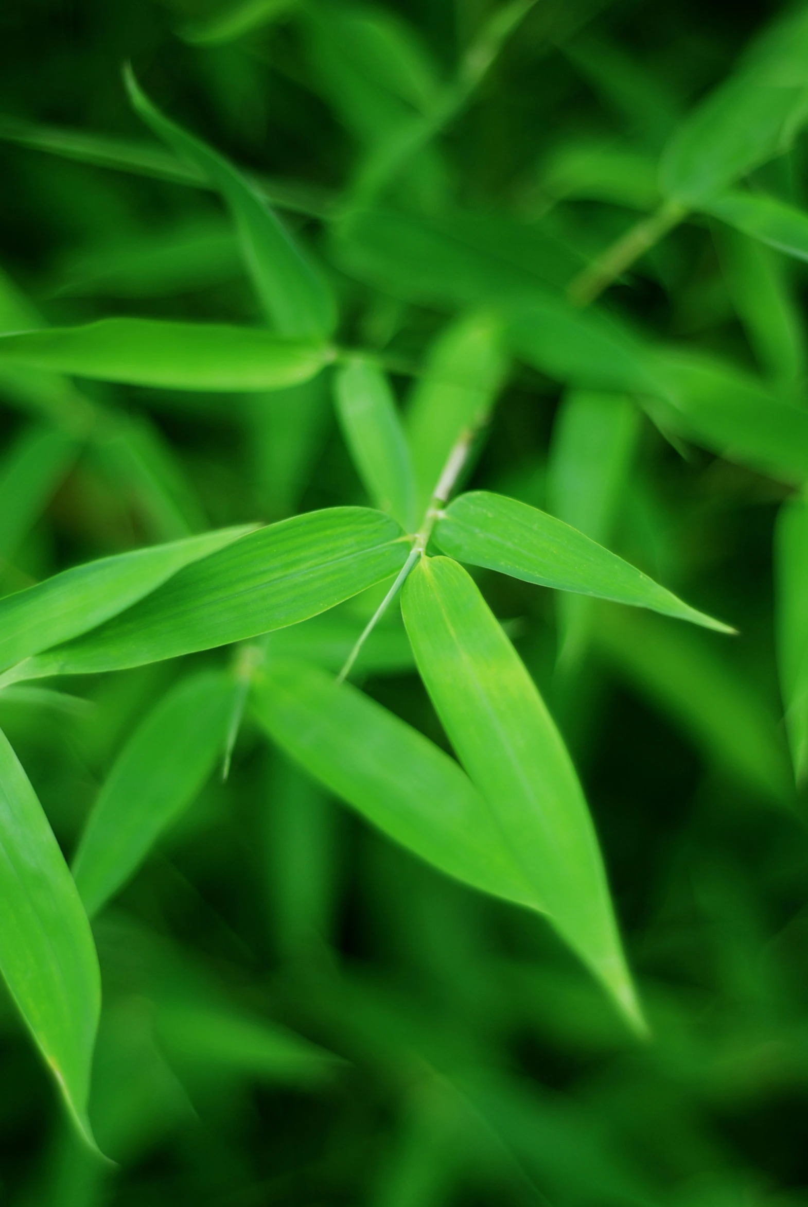 a picture of some green plants on the ground