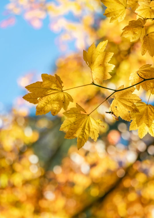 leaves in the sunlight are shown from below