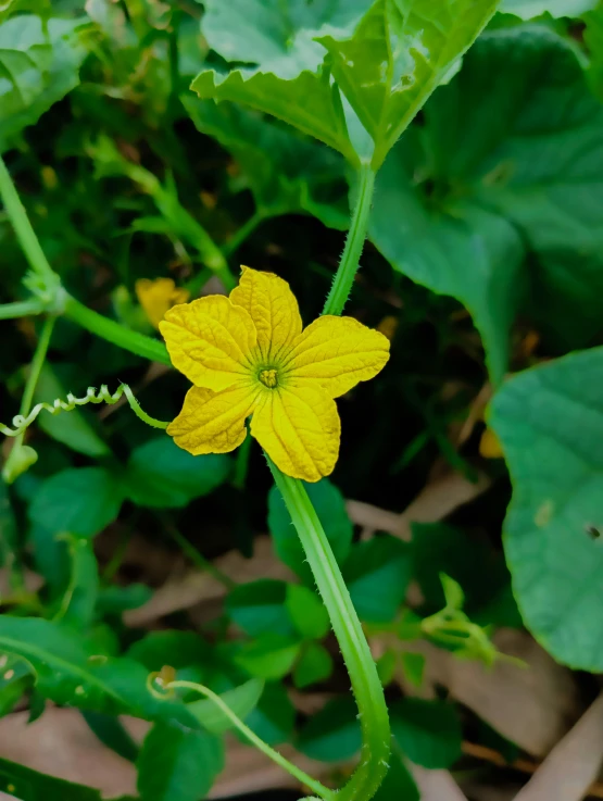 the small yellow flower is standing out among the green leaves