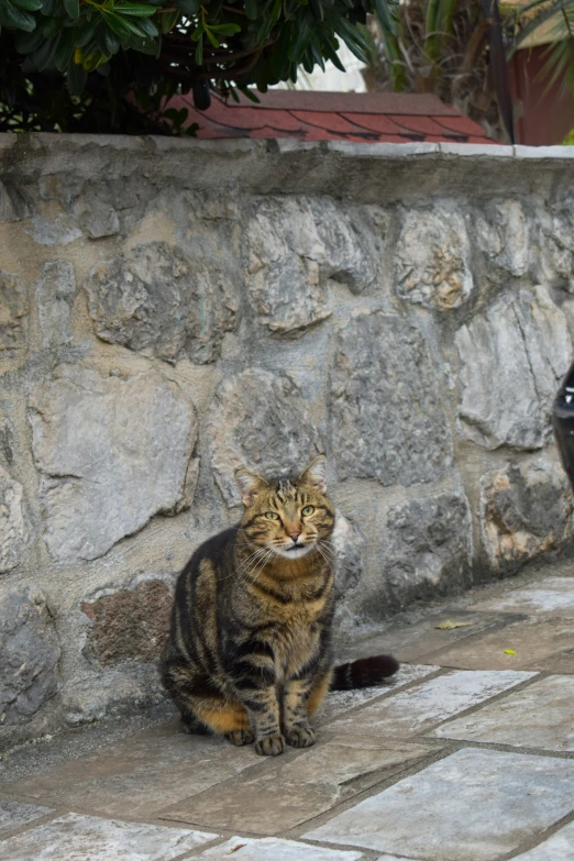 a cat sitting on the ground next to a stone wall