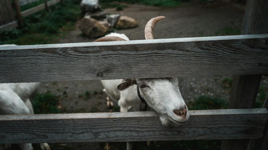 two goats standing behind a wooden fence
